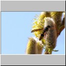 Ancistrocerus nigricornis - Lehmwespe 19 - Sandgrube Niedringhaussee.jpg